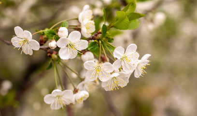 Beautiful flowering Japanese cherry - Sakura. Background with flowers on a spring day.