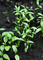 Growing the parsley.