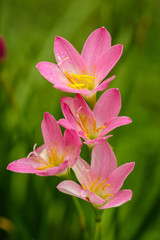 purple rain lily flower.