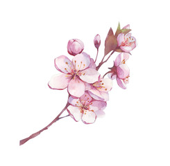 Blossom branch (cherry, plum, peach, sakura) with pink flowers. Botanical watercolor illustration. Vintage floral elements for spring, wedding design.