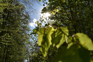 Wald, Bäume, Naturfotografie