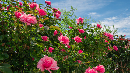Obraz na płótnie Canvas Beautiful pink roses on the rose garden in summer with blu sky in background.