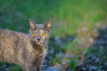 grey cat in nature in the grass yellow eyes large portrait of a cat . place for text green background