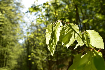 Wald, Bäume, Naturfotografie