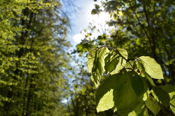 Wald, Bäume, Naturfotografie