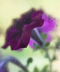 Purple flowers behind the wet glass