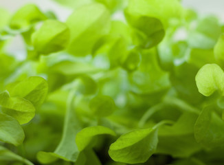 Fototapeta na wymiar Growing the lettuce.