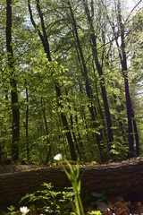 Wald, Bäume, Naturfotografie