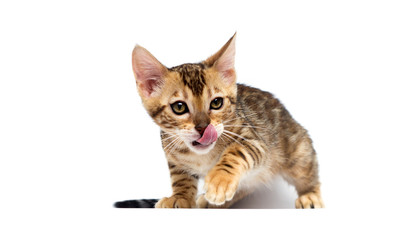 cat hunts on a white background