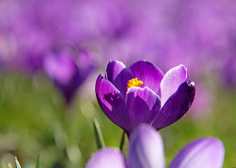 Krokus, einzelne Blüte 