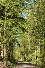 Wald, Bäume, Naturfotografie
