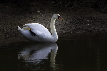 Mute swan reflecting in the water