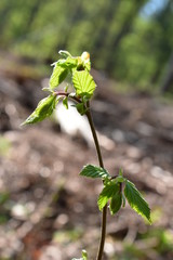 Wald, Bäume, Naturfotografie