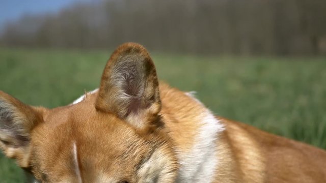 Corgi dog resting after walk