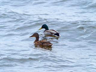 Couple. Two ducks in mating season.