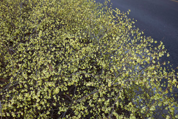 Corylopsis pauciflora