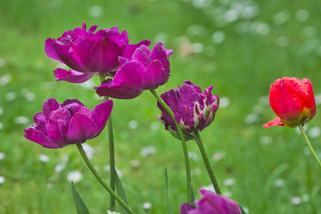 pink tulips in the garden