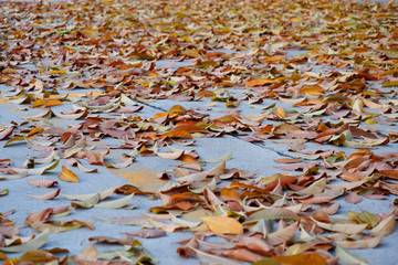 Autumn leaves, orange and yellow on the ground.