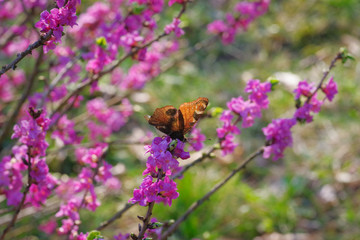 Peacock butterfly on blooming mezereon branches on sunny spring day