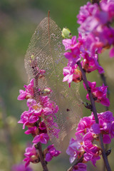 Closeup of old transparent leaf skeleton on mezereon branch with pink flowers lit by sun 