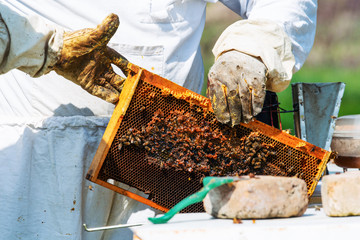 Beekeeper on apiary.  Beekeeper working collect honey. 