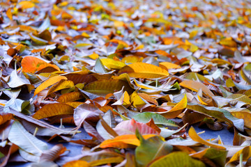Autumn leaves, orange and yellow on the ground.