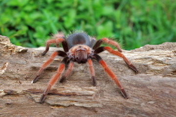 spider on the web