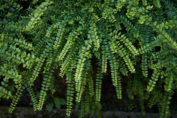 Lonicera nitida