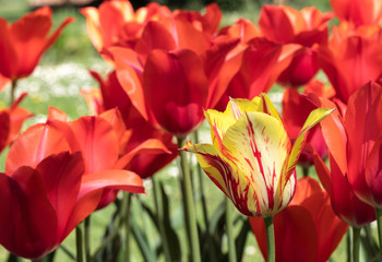 Red Tulips. Flower. Garden. Nature. Flora