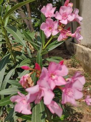 bouquet of pink roses