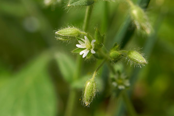 Stellaria media