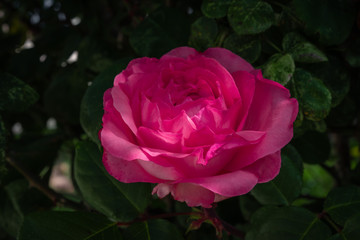 Beautiful pink rose on the rose garden in summer in a garden.