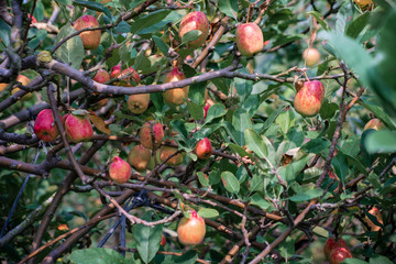 Anna apple from Malang which has sour taste but still delicious to be eaten.