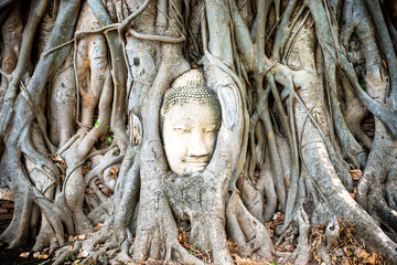 Buddha head in tree roots in ruins of Wat Mahathat temple. Ayutthaya, old historical and religious capital of Thailand