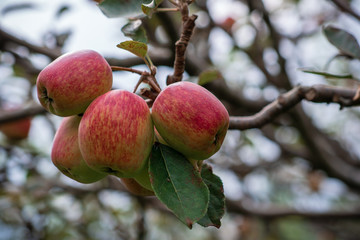 Anna apple from Malang which has sour taste but still delicious to be eaten.