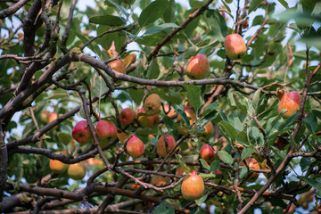 Anna apple from Malang which has sour taste but still delicious to be eaten.