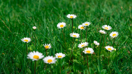 Margurite daisies in the middle of very green grass in the sunny spring. Spring Flower.