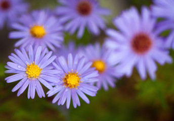 Obraz premium Blue aster flowers.