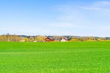 Obraz premium Summer green grass. Agricultural field with plants in the sun. Village houses on the horizon