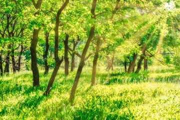 Green trees landscape in park with field of green grass and sun light