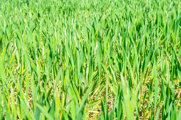 Summer green grass. Agricultural field with plants in the sun. Background for graphic design of agro booklet.
