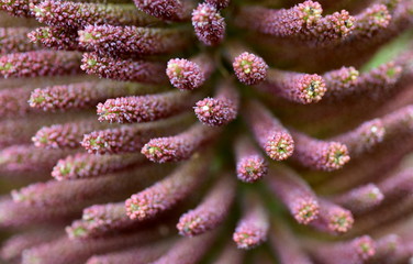 Blüte eines Mammutblatts