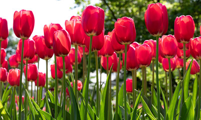 Obraz premium Red. Tulips Flower. Garden. Nature. Flora