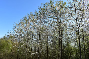 Wald und Berge