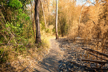 Dry damaged trees and ashes on dark ground in burn bamboo forest