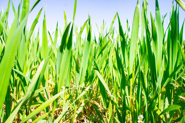 Summer green grass closeup. Large leaves. Agricultural field with plants in the sun. Background for graphic design of agro booklet.