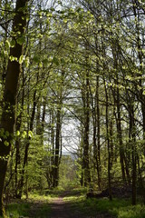 Fototapeta premium Wald und Berge