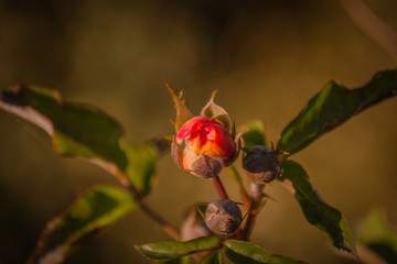 Spring begins with a Bud