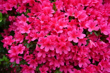 Azalea ( Rhododendron ) orange red colored flowers. Azaleas bloom in the spring (May and June in the temperate Northern Hemisphere)