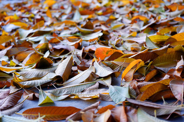 Autumn leaves, orange and yellow on the ground.
